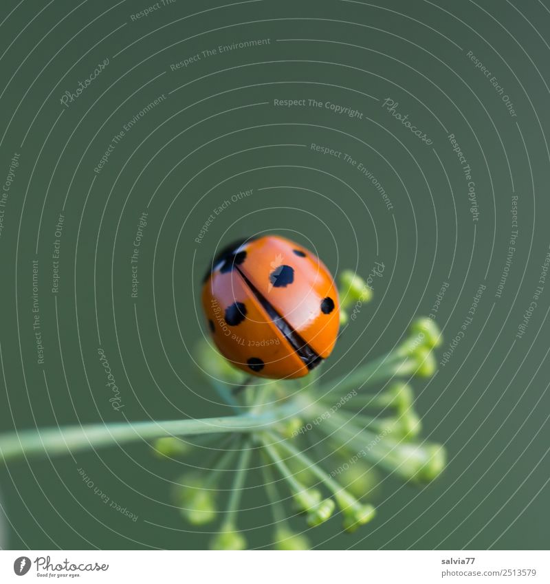 Is he flying or not? Nature Spring Summer Plant Blossom Dill blossom Garden Animal Beetle Wing Insect Ladybird Seven-spot ladybird 1 Crawl Cute Positive Green