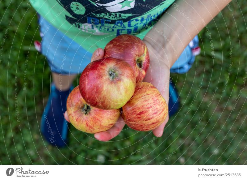 delicious apples Food Fruit Apple Organic produce Vegetarian diet Healthy Eating Child Infancy Hand Fingers Grass Garden Meadow To hold on Stand Fresh