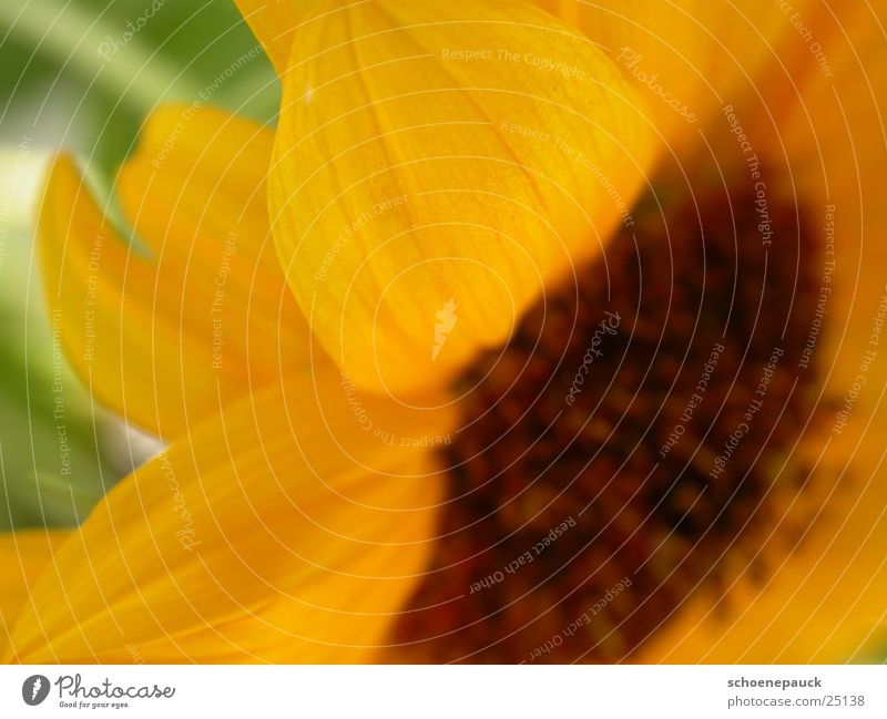 Sunflower (Extreme Closeup) Blossom Plant Yellow Leaf Flower Close-up Seed