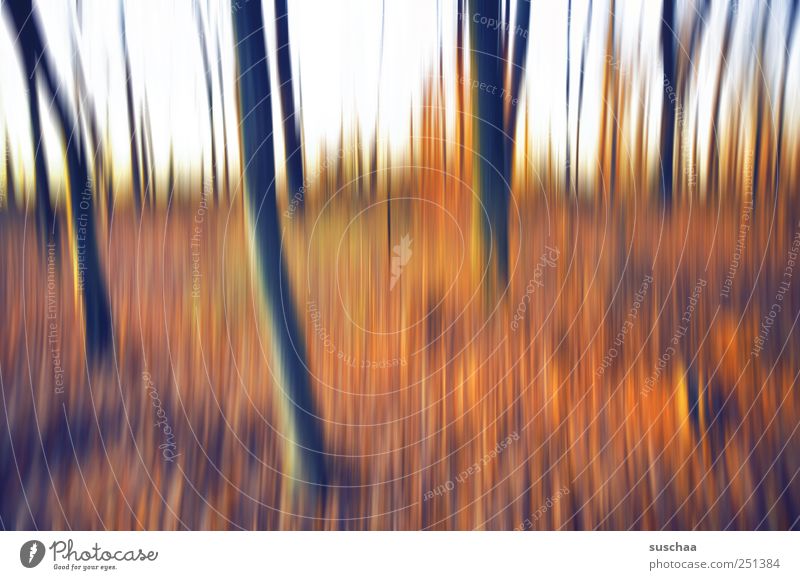 In the forest II Environment Nature Landscape Sky Autumn Climate Forest Exceptional Multicoloured Abstract trees tree trunks Colour photo Exterior shot