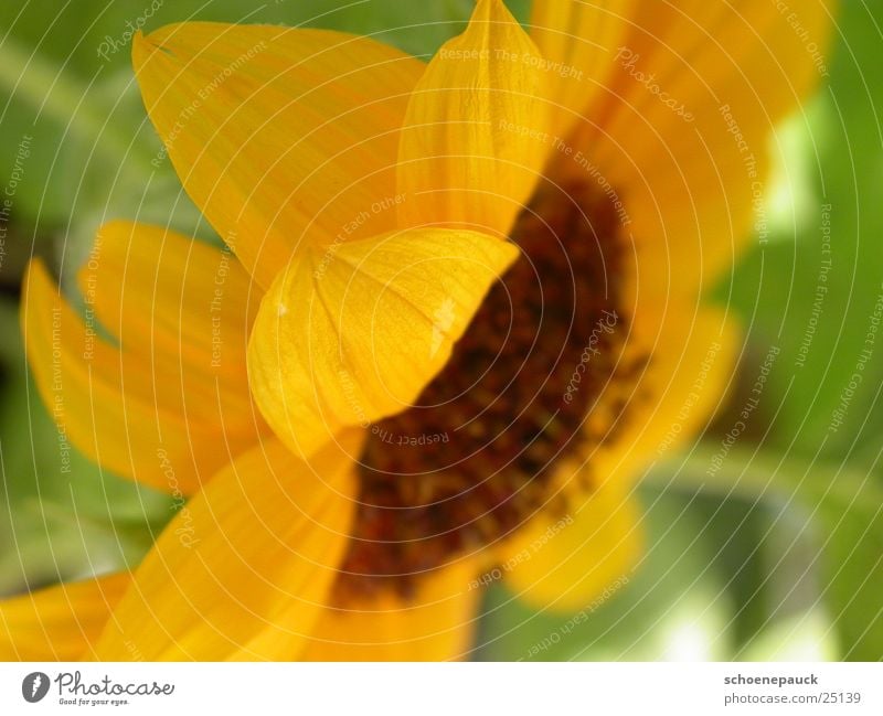 Sunflower (Closeup) Blossom Plant Leaf Yellow Close-up