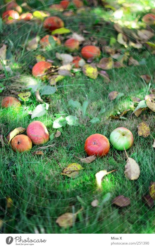apple harvest Food Apple Organic produce Autumn Grass Leaf Meadow To fall Delicious Round Juicy Sweet Red Harvest Fruittree meadow Apple tree Autumn leaves
