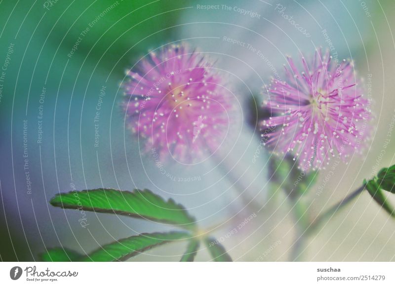 mimosa blossom Mimosa Plant Houseplant mimosa pudica Mimosa Family Blossom Shamefaced Sense Plant tropical plant species sensitive Timidity Delicate Green Pink