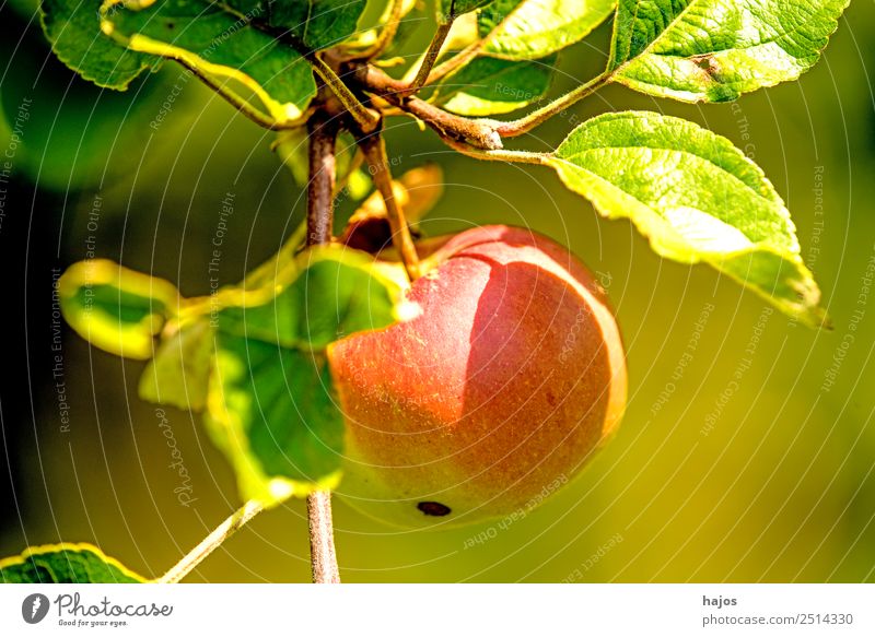 Apple, ripe on the tree - a Royalty Free Stock Photo from Photocase