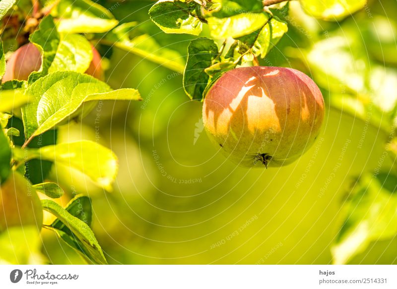 Apple, ripe on the tree Summer Nature Healthy Mature Red Green Apple tree fruit salubriously Vitamin C Garden Eating Healthy Eating Colour photo Exterior shot