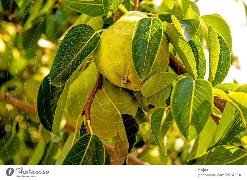 ripe pear on a tree Summer Healthy Pear Pear tree Mature Yellow Fruit trees fruit salubriously Nutrition Sowing Agriculture Fuit growing Vitamin C Colour photo