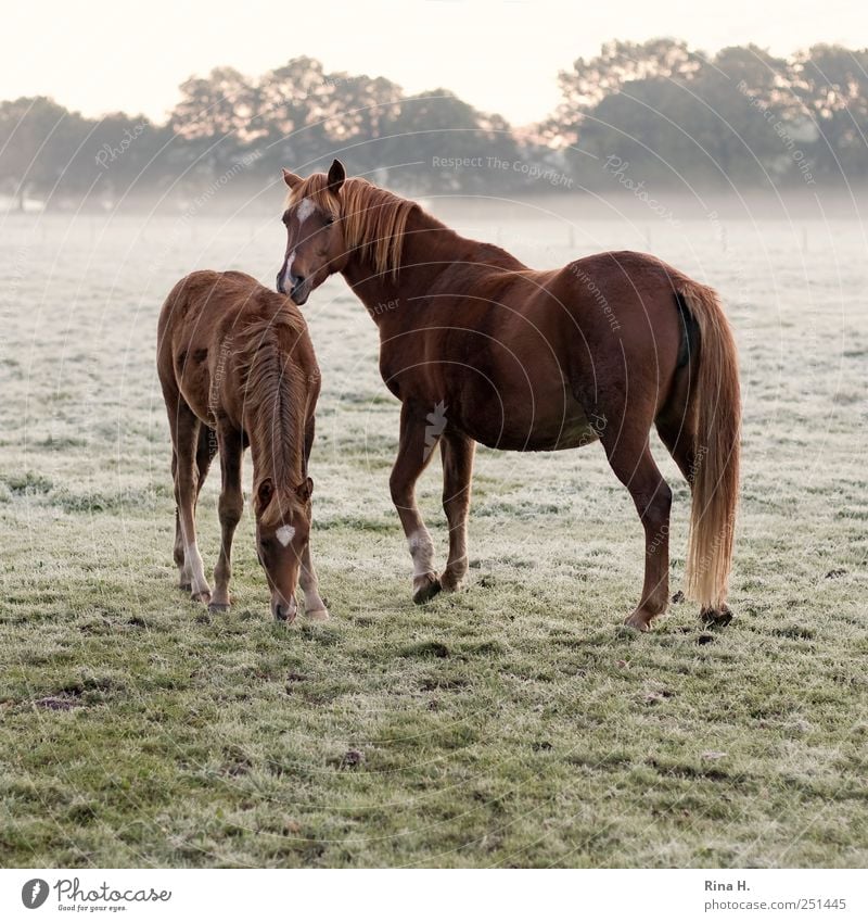 Horses in the early morning mist Nature Landscape Fog Animal Pet 2 Baby animal Animal family Observe To feed Natural Foal Colour photo Exterior shot Deserted