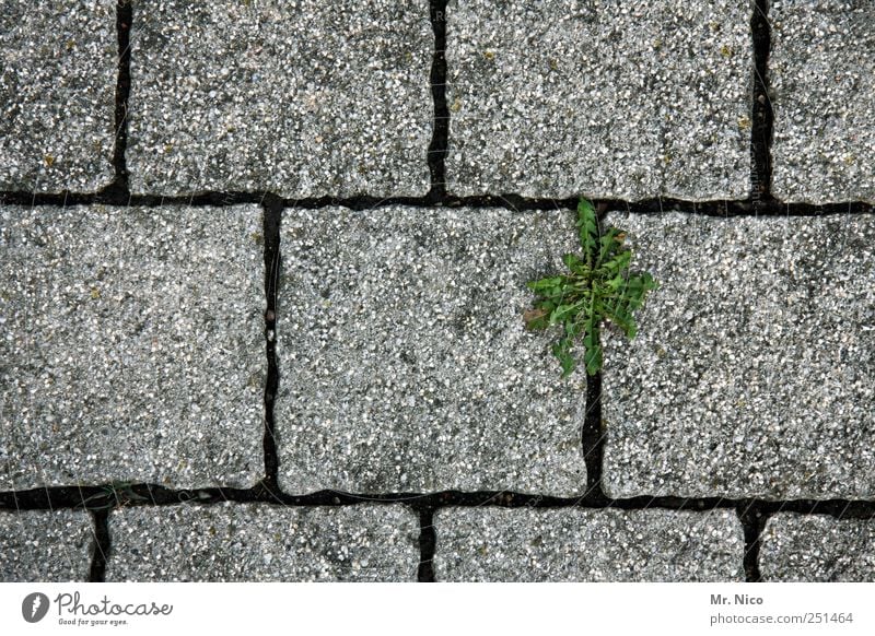 * Plant Old town Street Lanes & trails Blossoming Gray Green Weed Paving stone Cobbled pathway Growth Concrete Fight loner Column Seam Cobblestones Wild plant