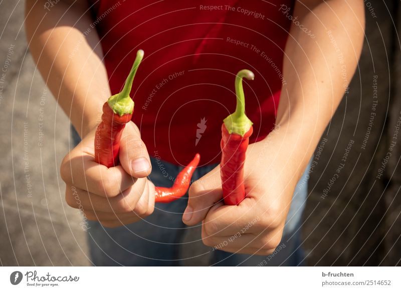 Child holds two peppers Food Vegetable Organic produce Healthy Eating Hand To hold on Fresh Red Chili 2 In pairs Retentive Tangy Pepper Pick Harvest Summer