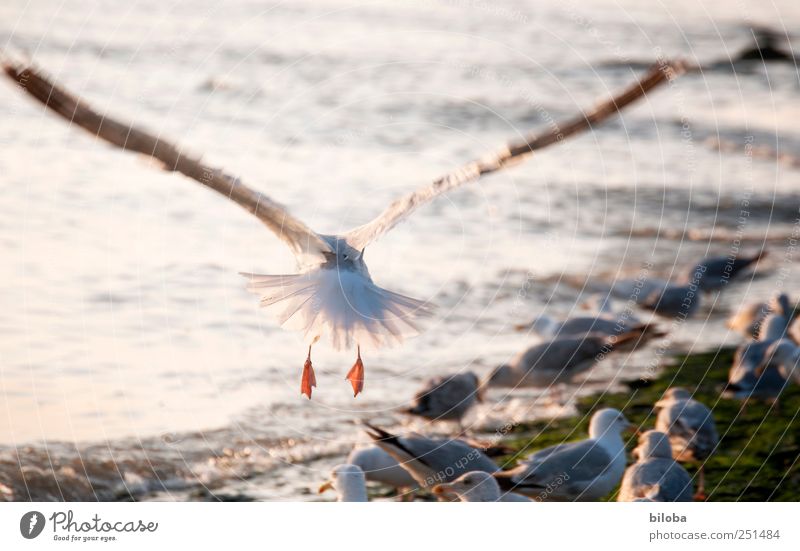 Up and away! North Sea Animal Seagull Gull birds Wing Flying 1 Yellow Silver White Wanderlust Behind Colour photo Exterior shot Deserted Evening Motion blur