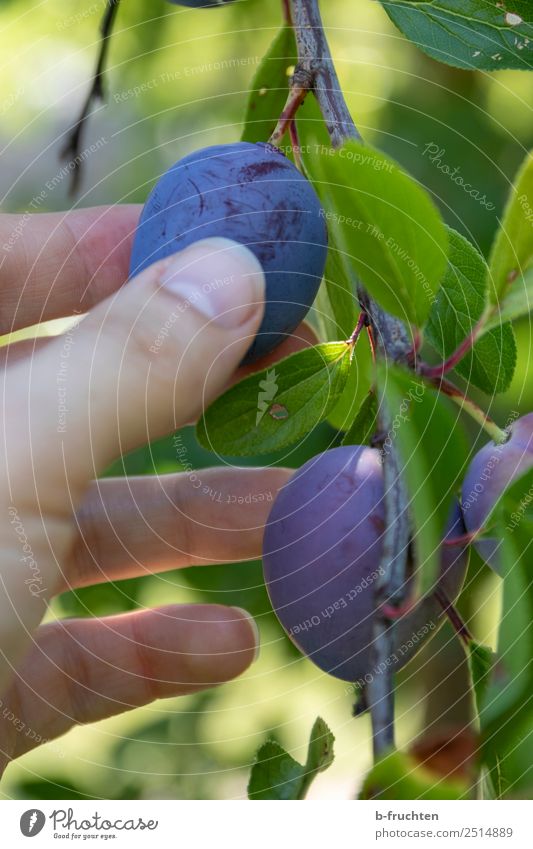 plum harvest Fruit Organic produce Vegetarian diet Healthy Eating Agriculture Forestry Man Adults Hand Fingers Summer Autumn Tree Agricultural crop