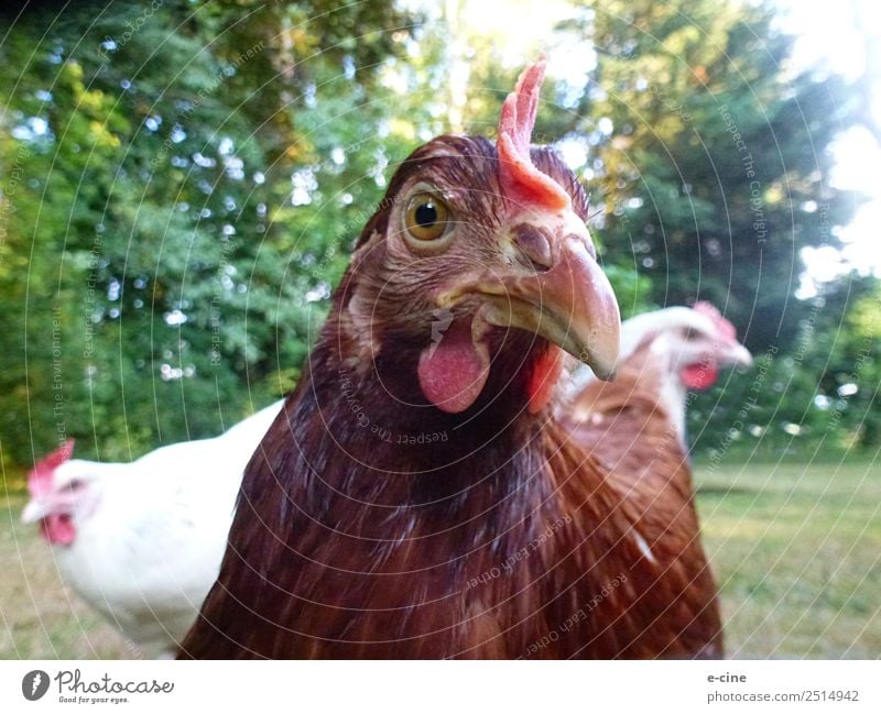 Egg-laying happy chickens in the countryside Meat Nutrition Environment Nature Beautiful weather Grass Bushes Animal Pet Farm animal Wing Petting zoo Barn fowl