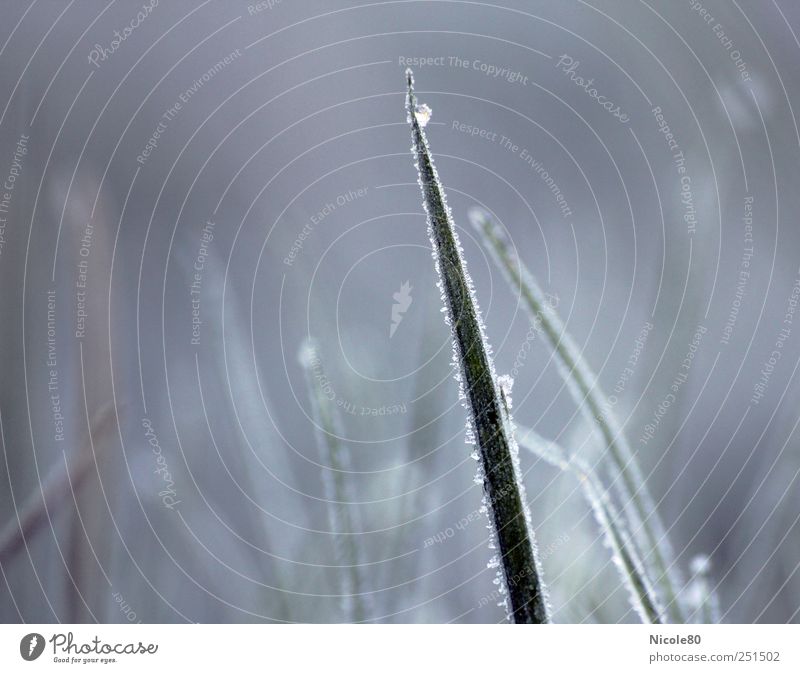 hoarfrost on grass Nature Meadow Fresh Cold Blade of grass Grass Frost Hoar frost Frozen Winter Colour photo Exterior shot Close-up Detail Deserted
