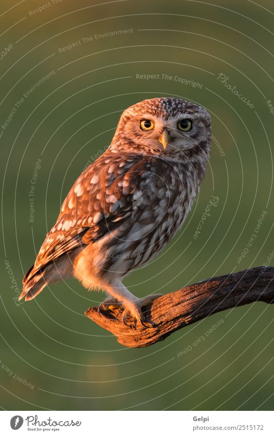 Cute ow Beautiful Nature Animal Forest Bird Wing Small Funny Natural Wild Brown Yellow Gold Green Black White wildlife Owl Prey predator sunny branch Hunter