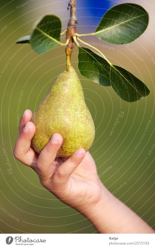 A hand catching a delicious green pear Fruit Nutrition Diet Summer Garden Hand Fingers Nature Landscape Autumn Tree Leaf Fresh Natural Juicy Green Appetite