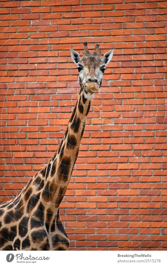 Close up front portrait of one giraffe over red brick wall Nature Animal Wild animal Animal face Zoo 1 Long Red Giraffe background wildlife Mammal