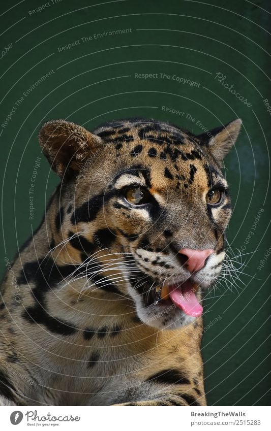 Close up front portrait of young clouded leopard Nature Animal Wild animal Cat Animal face Zoo 1 Snout Living thing Asian wildlife neofelis nebulosa Mammal