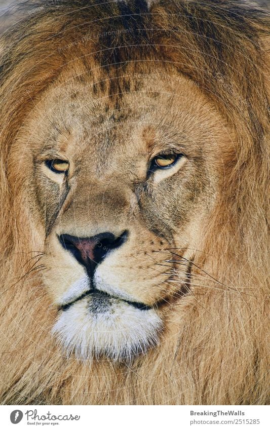 Close up portrait of mature male African lion Nature Animal Wild animal Cat Animal face 1 Lion Snout Mane Panther leo stare wildlife predator Carnivore Mammal