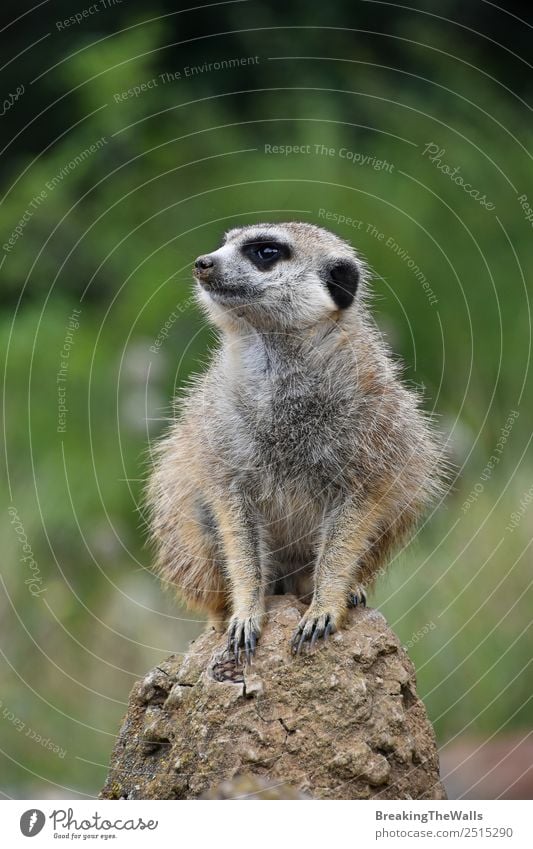 Close up portrait of one meerkat sitting on a rock Nature Animal Rock Wild animal Animal face Zoo 1 Stone Observe Small Cute Green Meerkat Side wildlife Africa