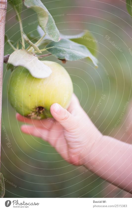 On the way in the garden V Food Fruit Apple Nutrition Parenting Human being Child Baby Toddler Infancy Life Hand Fingers 1 Environment Nature Summer