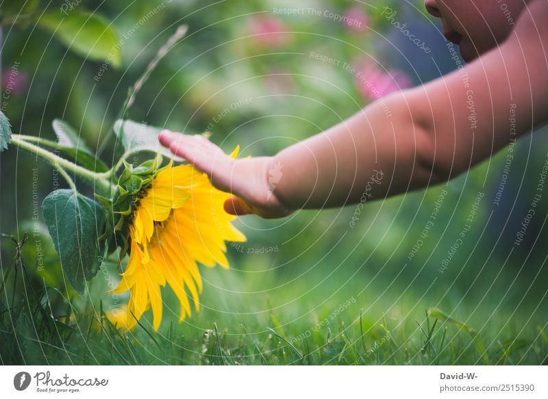 There is much to discover in the garden Child flowers Garden Joy Infancy Summer Playing Nature Colour photo take hold of sb./sth. Touch Cute Sunflower Yellow