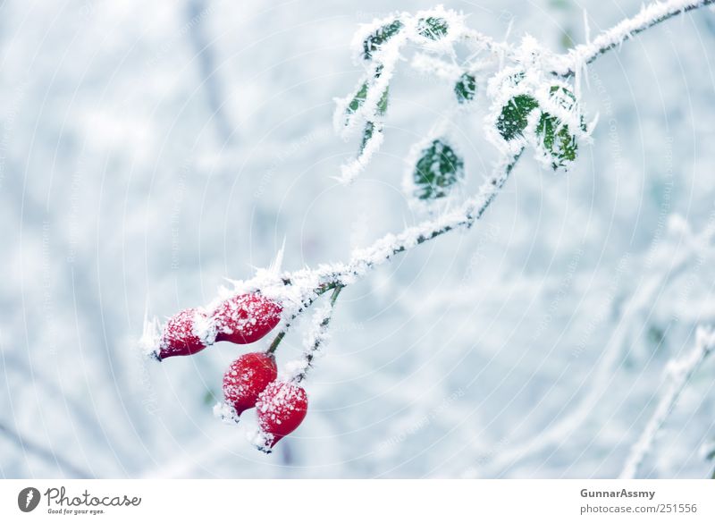 iceberries Nature Winter Ice Frost Plant Esthetic Fresh Cold Blue Green Red White Colour photo Exterior shot Detail Copy Space left Copy Space right