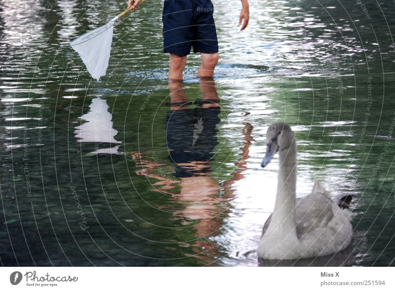 catch me... Human being Child Boy (child) Legs 1 8 - 13 years Infancy Nature Animal Water Summer Coast Lakeside Pond Brook River Wild animal Swan Baby animal