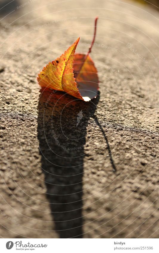 autumn impression Autumn Beautiful weather Leaf Faded Esthetic Loneliness Nature Change Shadow colorful leaf 1 Curved Stalk Autumnal colours Street