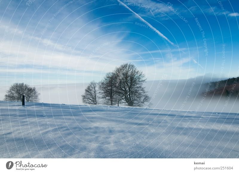 plane fog Environment Nature Landscape Plant Sky Clouds Winter Weather Beautiful weather Fog Ice Frost Snow Tree Beech tree Cold Blue White Loneliness