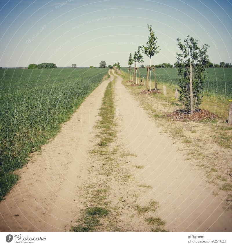 perspectives Environment Nature Landscape Plant Elements Earth Sky Cloudless sky Beautiful weather Meadow Field Growth Tree Row of trees Lanes & trails