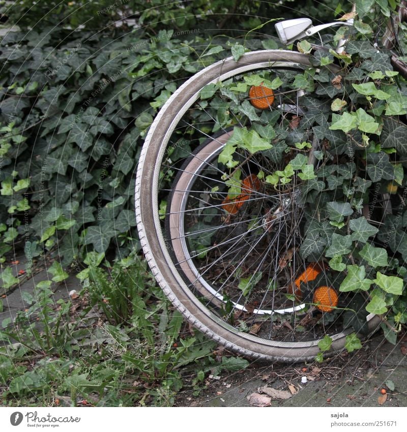 hidden ruhn Environment Nature Plant Ivy Bicycle Stand Green Overgrown Wheel Parking Hide Rest Colour photo Exterior shot Detail Deserted Central perspective
