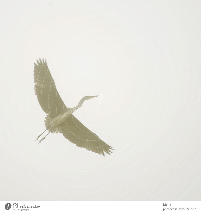 outlaw Environment Nature Animal Air Fog Bird Wing Heron Grey heron Feather Plumed 1 Flying Esthetic Free Bright Natural Gray Freedom Colour photo Exterior shot