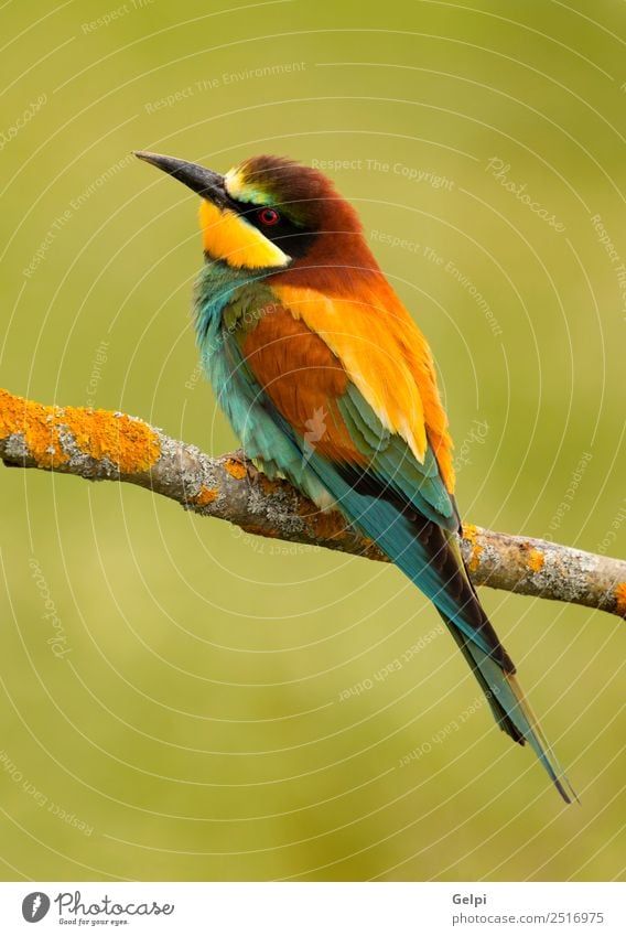 colorful bird Exotic Beautiful Freedom Nature Animal Bird Bee Glittering Feeding Bright Wild Blue Yellow Green Red White Colour wildlife bee-eater apiaster