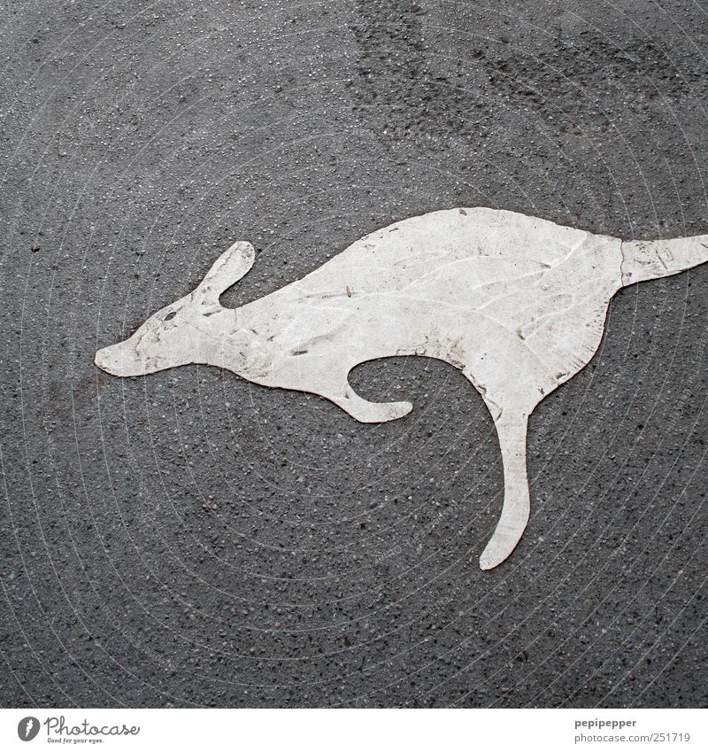 I don't know if it's a... Tourism Painting and drawing (object) Zoo Earth Animal Wild animal 1 Stone Sign Signage Warning sign Walking Jump Dirty Gray kangaroo