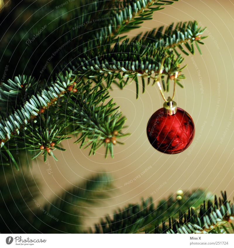 a small Glittering Round Red Glitter Ball Fir branch Christmas tree Christmas decoration Decoration Fir needle Gold Colour photo Multicoloured Close-up Deserted