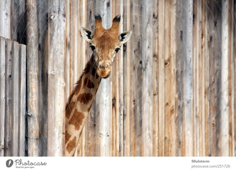? Animal Zoo Giraffe 1 Cool (slang) Surprise Ask Question mark Wood Wooden wall Cute Curiosity Colour photo Exterior shot Copy Space right Looking