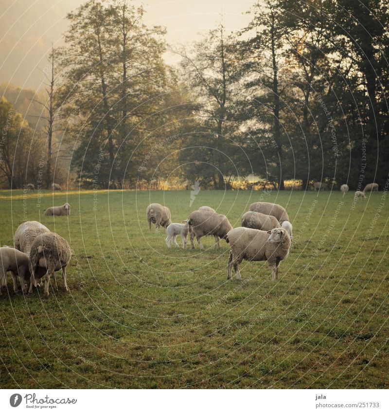 CHAMANSÜLZ | sheep in the pasture II Environment Nature Landscape Plant Animal Sky Autumn Tree Grass Bushes Meadow Farm animal Sheep Group of animals Herd