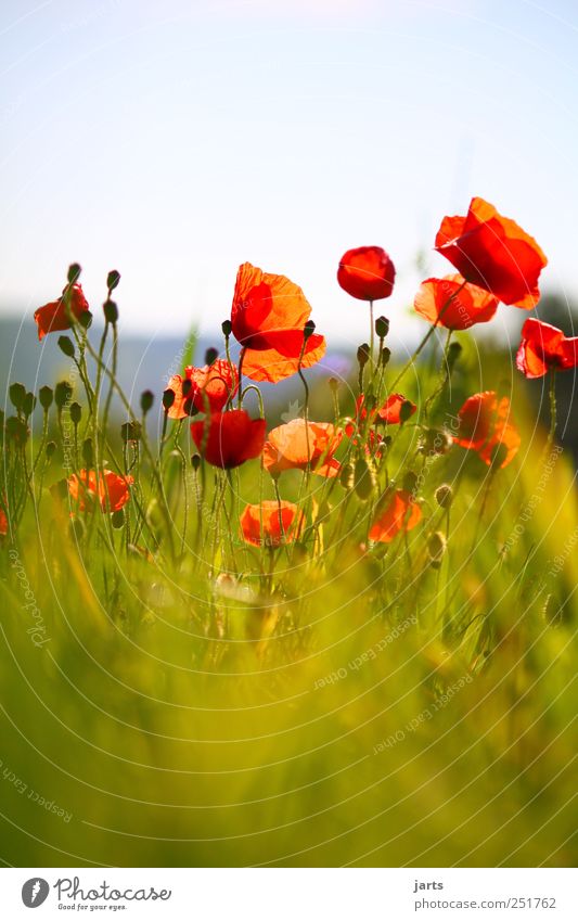 splotch of paint Nature Plant Blossom Wild plant Field Natural Red Colour Poppy Colour photo Exterior shot Deserted Copy Space top Copy Space bottom Day