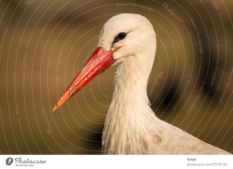 Natural profile of a elegant stork in the field Elegant Beautiful Freedom Family & Relations Couple Adults Nature Animal Wind Grass Bird Flying Long Wild Blue