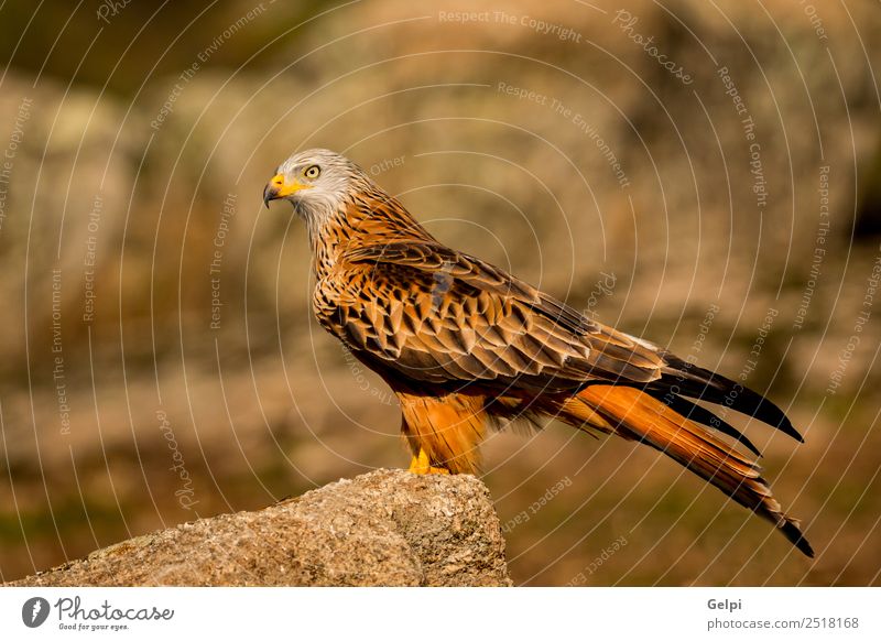 Awesome bird in the field with a beautiful plumage Elegant Beautiful Freedom Nature Animal Grass Bird Wing Cute Wild Green White Colour Feather kite Beak sunny