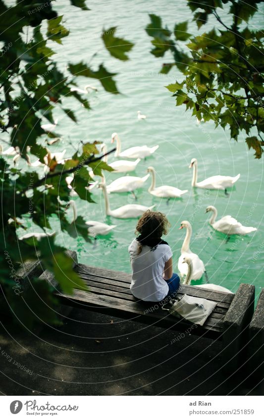 the woman at Swan Lake Back 1 Human being Nature Water Tree Lakeside Animal Wild animal Group of animals Observe To enjoy Crouch Colour photo Exterior shot