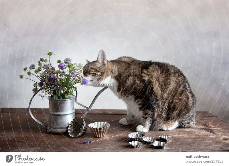 Still life with the cat baking tin Plant Flower Blossom Wild plant Animal Pet Cat 1 Watering can Vase Containers and vessels Wood Metal Observe Fragrance
