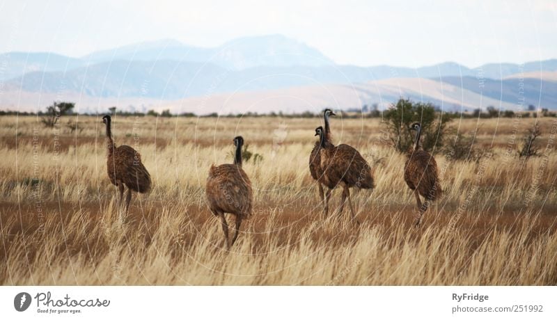 Emus in Australia Nature Grass Bushes Observe Hot Together Savannah Colour photo Exterior shot Deserted Copy Space top Day Shallow depth of field