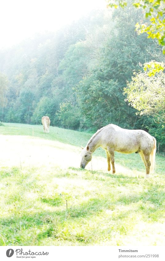 [CHAMANSÜLZ 2011] - Magic world Leisure and hobbies Trip Environment Nature Landscape Plant Animal Beautiful weather Meadow Hill Swabian Horse To feed Esthetic