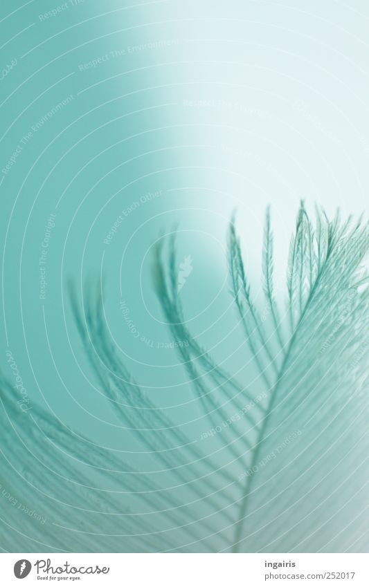 Weightless Harmonious Relaxation Meditation Sky Sign Feather Bright Natural Beautiful Emotions Moody Purity Delicate Blue Plumed Light blue Colour photo