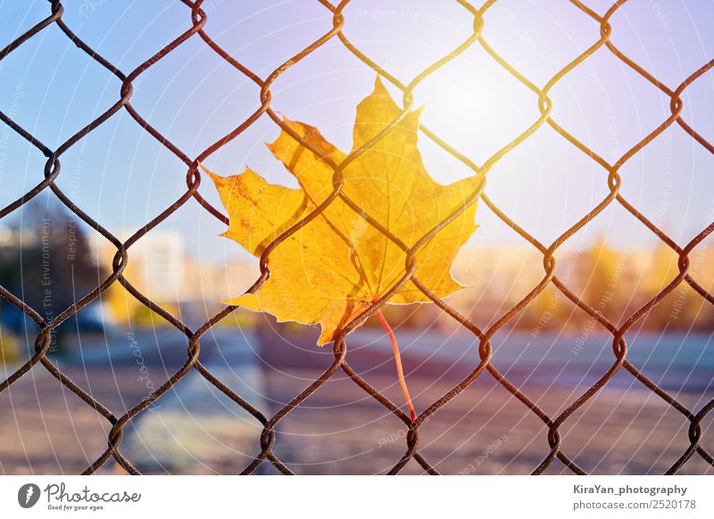 Maple yellow fallen leaf stuck in mesh fence Lifestyle Nature Plant Sky Autumn Climate Weather Beautiful weather Snow Leaf Foliage plant Sign Line Moody