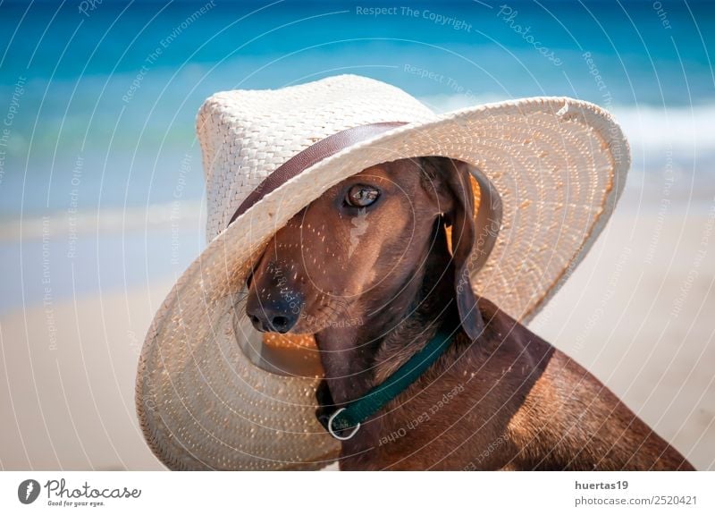 teckel dog with hat Beautiful Vacation & Travel Summer Sun Beach Friendship Animal Beautiful weather Ocean Watercraft Sunglasses Hat Pet Dog 1 Friendliness