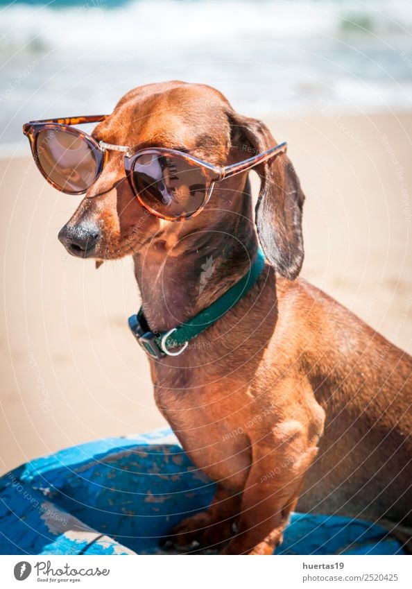 teckel dog on the beach Beautiful Vacation & Travel Summer Sun Beach Friendship Animal Watercraft Sunglasses Pet Dog 1 Friendliness Funny Blue Obedient