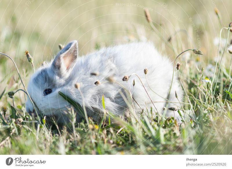belier breed Bunny freely in the field Freedom Animal Spring Flower Fur coat Pet Farm animal Wild animal 1 Blossoming Gray Green Colour Hare & Rabbit & Bunny