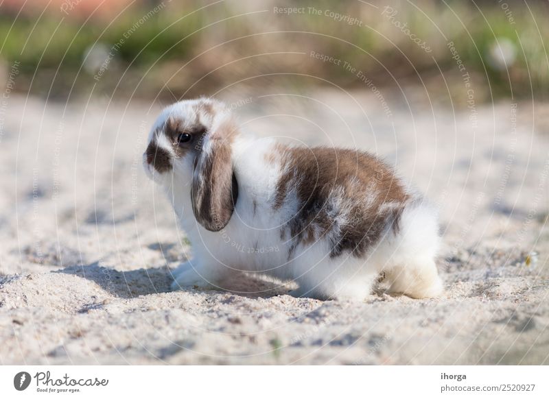 belier breed Bunny freely in the field Freedom Animal Sand Flower Fur coat Pet Farm animal Wild animal 1 Blossoming Gray Green Colour Hare & Rabbit & Bunny
